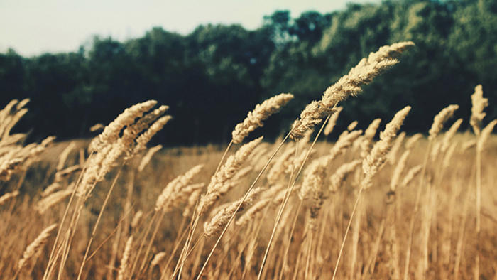 【下载地址分享】高速稳定的攻击网站在线工具